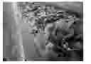 Fig. 01 - Strawberry plant named 'DrisStrawThirtyThree'
