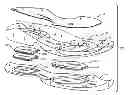 Fig. 01 - Sole structures and articles of footwear having plate moderated fluid-filled bladders and/or foam type impact force attenuation members