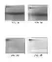 Fig. 02 - Detection of immobilized nucleic acid