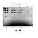 Fig. 06 - Detection of immobilized nucleic acid