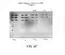Fig. 07 - Detection of immobilized nucleic acid
