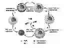 Fig. 01 - Generic approach for synthesizing asymmetric nanoparticles and nanoassemblies