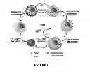 Fig. 02 - Generic approach for synthesizing asymmetric nanoparticles and nanoassemblies