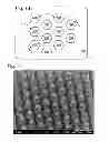 Fig. 06 - Light emitting diode (LED) using three-dimensional gallium nitride (GaN) pillar structures