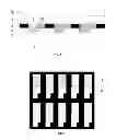 Fig. 02 - Transreflective color filter and method for manufacturing the same and  liquid crystal display device