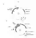 Fig. 03 - Anti-tissue factor antibodies and compositions