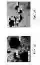 Fig. 09 - Anti-inflammatory particles