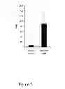 Fig. 06 - METHODS AND COMPOSITIONS FOR IMPROVING ANTIANGIOGENIC THERAPY WITH ANTI-INTEGRINS