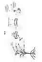 Fig. 04 - METHODS AND COMPOSITIONS FOR IDENTIFYING, PRODUCING AND USING PLANT-DERIVED PRODUCTS FOR MODULATING CELL FUNCTION AND AGING