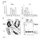 Fig. 02 - Treatment of pain