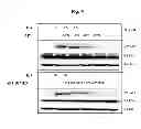 Fig. 05 - Protein skeletal module which increases the binding affinity and binding specificity of active polypeptides