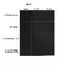 Fig. 06 - Protein skeletal module which increases the binding affinity and binding specificity of active polypeptides