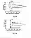 Fig. 08 - Targeted interferons demonstrating potent apoptotic and anti-tumor activities