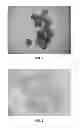 Fig. 04 - Uses, methods and biological compositions of the genus in the control, prevention and eradication of plant parasites in Solanaceae cultures