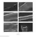Fig. 06 - Spider silk proteins and methods for producing spider silk proteins