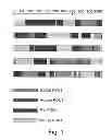 Fig. 02 - PON polypeptides, polynucleotides encoding same and compositions and methods utilizing same