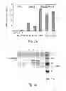 Fig. 03 - PON polypeptides, polynucleotides encoding same and compositions and methods utilizing same