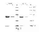 Fig. 04 - PON polypeptides, polynucleotides encoding same and compositions and methods utilizing same