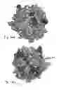 Fig. 17 - PON polypeptides, polynucleotides encoding same and compositions and methods utilizing same