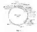 Fig. 08 - Antidotes for factor Xa inhibitors and methods of using the same