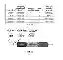 Fig. 09 - Therapeutic applications targeting SARM1