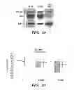 Fig. 30 - Inhibitors of extracellular HSP90