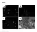 Fig. 16 - Injectable, pore-forming hydrogels for materials-based cell therapies