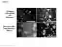 Fig. 29 - Injectable, pore-forming hydrogels for materials-based cell therapies