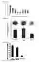 Fig. 09 - Vector for pulmonary delivery, inducing agent, and uses