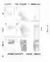 Fig. 02 - Methods and compositions for treatment of metabolic disorders