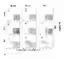 Fig. 09 - Methods and compositions for treatment of metabolic disorders