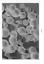 Fig. 06 - Multi-encapsulated microspheres made with oxidized cellulose for in-situ reactions