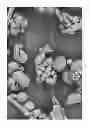 Fig. 07 - Multi-encapsulated microspheres made with oxidized cellulose for in-situ reactions
