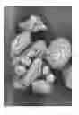 Fig. 08 - Multi-encapsulated microspheres made with oxidized cellulose for in-situ reactions