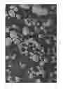 Fig. 09 - Multi-encapsulated microspheres made with oxidized cellulose for in-situ reactions