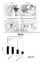Fig. 09 - Mucoadhesive particulate formulation for inducing antigen-specific immune tolerance