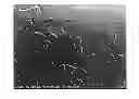 Fig. 01 - CaFpolycrystalline body, focus ring, plasma processing apparatus, and method for producing CaFpolycrystalline body