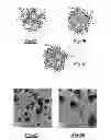 Fig. 02 - Photocatalytic methods for preparation of electrocatalyst materials