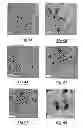 Fig. 03 - Photocatalytic methods for preparation of electrocatalyst materials