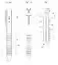Fig. 03 - ROSARY
