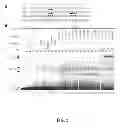 Fig. 06 - Polymorphisms in the FCGR2B Promoter and Uses Thereof