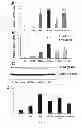 Fig. 07 - METHOD FOR DETERMINING WHETHER A SUBJECT IS AT RISK OF HAVING OR DEVELOPING A CHRONIC KIDNEY DISEASE