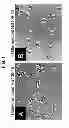 Fig. 02 - Compositions and methods of using differentiated cells sensitized to botulinum neurotoxin