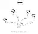 Fig. 06 - Monomeric and polymeric linkers useful for conjugating biological molecules and other substances