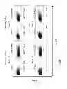 Fig. 09 - Generation of NK cells and NK-cell progenitors