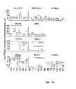 Fig. 22 - Generation of NK cells and NK-cell progenitors