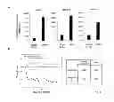 Fig. 07 - Method and kit for rapid isolation of human Foxp3+ Treg cells