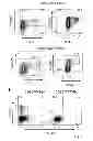 Fig. 08 - Method and kit for rapid isolation of human Foxp3+ Treg cells