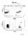 Fig. 09 - Method and kit for rapid isolation of human Foxp3+ Treg cells