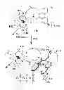Fig. 01 - Luminescent probes having a phenanthridinyl antenna, and methods of use